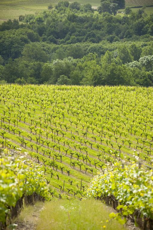 Domaine De La Soucherie - Chambres D'Hotes Beaulieu-sur-Layon Экстерьер фото